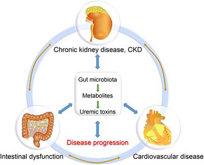 The Intestinal Microbiota and Metabolites in the Gut-Kidney-Heart Axis of Chronic Kidney Disease